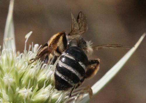 Andrena flavipes